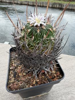 Stenocactus crispatus